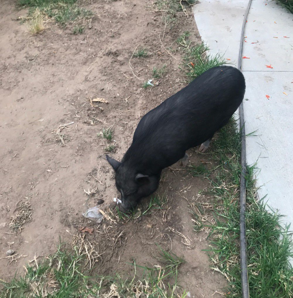 Echo Park pig